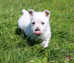 Male and female West Highland White Terrier Puppies