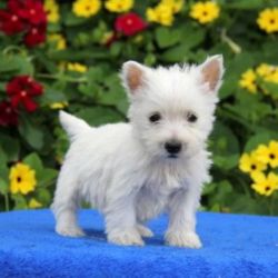 West Highland Terrier Puppy Litters for Sale!