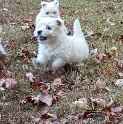 Adorable West Highland White Terrier