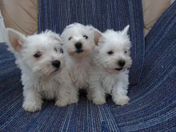 West Highland Terrier Puppies.