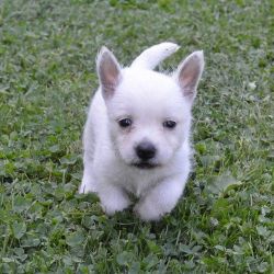 Stunning West Highland White Terrier puppies
