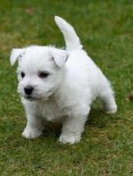 Adorable West Highland Terrier,text us on (xxx)-xxx-xxxx