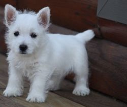 Healthy West Highland White Terrier puppies