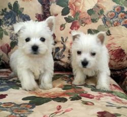 Westies! West Highland White Terriers