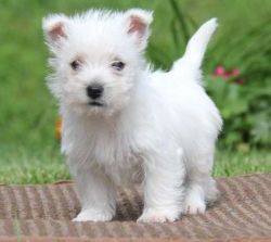 AKC Registered West Highland White Terrier Puppies text us on (xxx)-xxx-xxxx