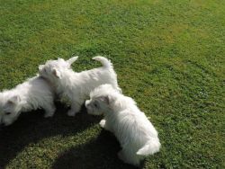 Highland White Terrier puppies for sale