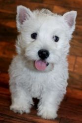 Well Socialized Westie Puppies For Sale