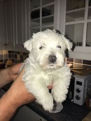 Beautiful Westy Puppy S For Sale