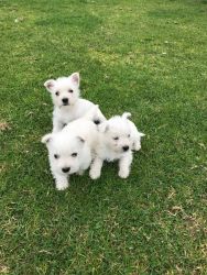 For Sale Are Pure Breed West Highland Puppies