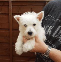 West Highland Terriers 2 Left