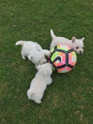 Both West Highland White Terrier Puppies for Sale