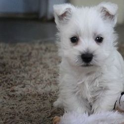 Well Trained West Highland White Terrier Puppies