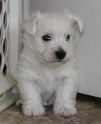 male and female West Highland Terrier