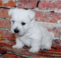 AKC Reg. West Highland White Terrier Puppies
