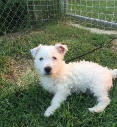 Gorgeous West Highland White Terrier