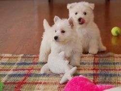 AKC West Highland White Terrier Puppies For Sale
