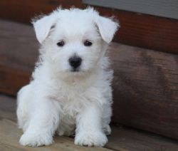Sweet AKC West Highland White Terrier puppies