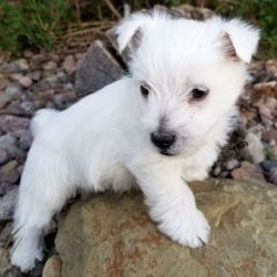 Charming West Highland White Terrier puppies