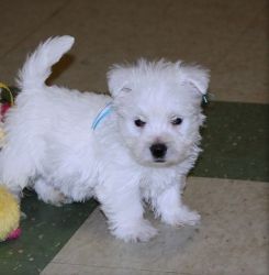 House Raised West Highland White Terrier Puppies