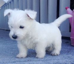 Exclusive West Highland White Terrier Puppies