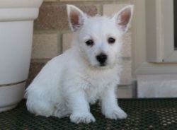 Super cute West Highland White Terrier puppies