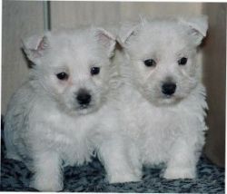 House trained West Highland White Terrier puppies