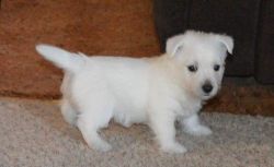 AKC West Highland White Terrier puppies