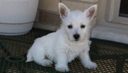 AKC West Highland White Terrier puppies