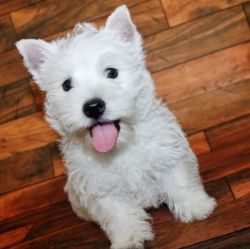 Pedigree West Highland White Terrier puppies