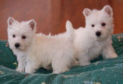 West Highland White Terrier puppies available