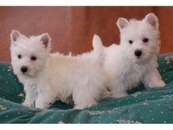 Clean West Highland White Terrier puppies