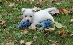 West Highland White Terrier Puppies for sale