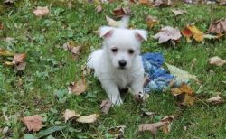 Lovely West Highland White Terrier Puppies