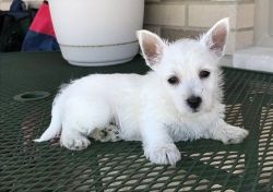 Lovely West Highland White Terrier Puppies Ready