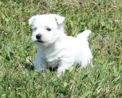 Cute White West Highland Terrier Puppies ready