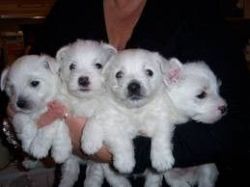 Brilliant Westie puppies ready