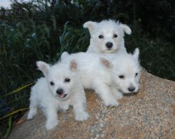 Full blooded West Highland White Terrier puppies