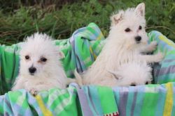 Male and female Westie Puppies available