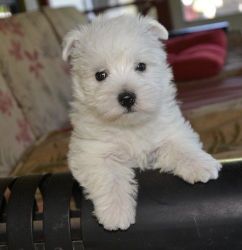 Beautiful white West Highland Terrier Puppies