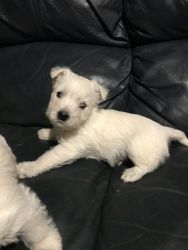 For Sale Pure Westie Puppies