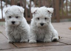 Home raised West Highland White Terrier puppies