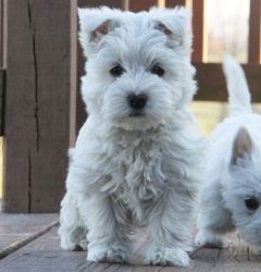 AKC Fluffy West Highland White Terrier Puppies