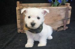 Healthy West Highland White Terrier Puppies for fast rehoming