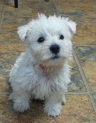 Amazing West Highland White Terrier puppies