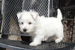 Gorgeous West Highland White Terrier puppies