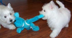 Lovely West Highland White Terrier puppies