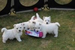 White West Highland Terrier Puppies