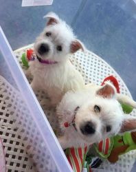 Sweet Male / Female West Highland White Terrier Puppies