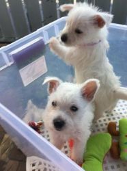 Astonished Male and Female AKC Westies Puppies