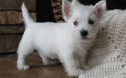 Cute Fluffy West Highland White Terrier puppies.